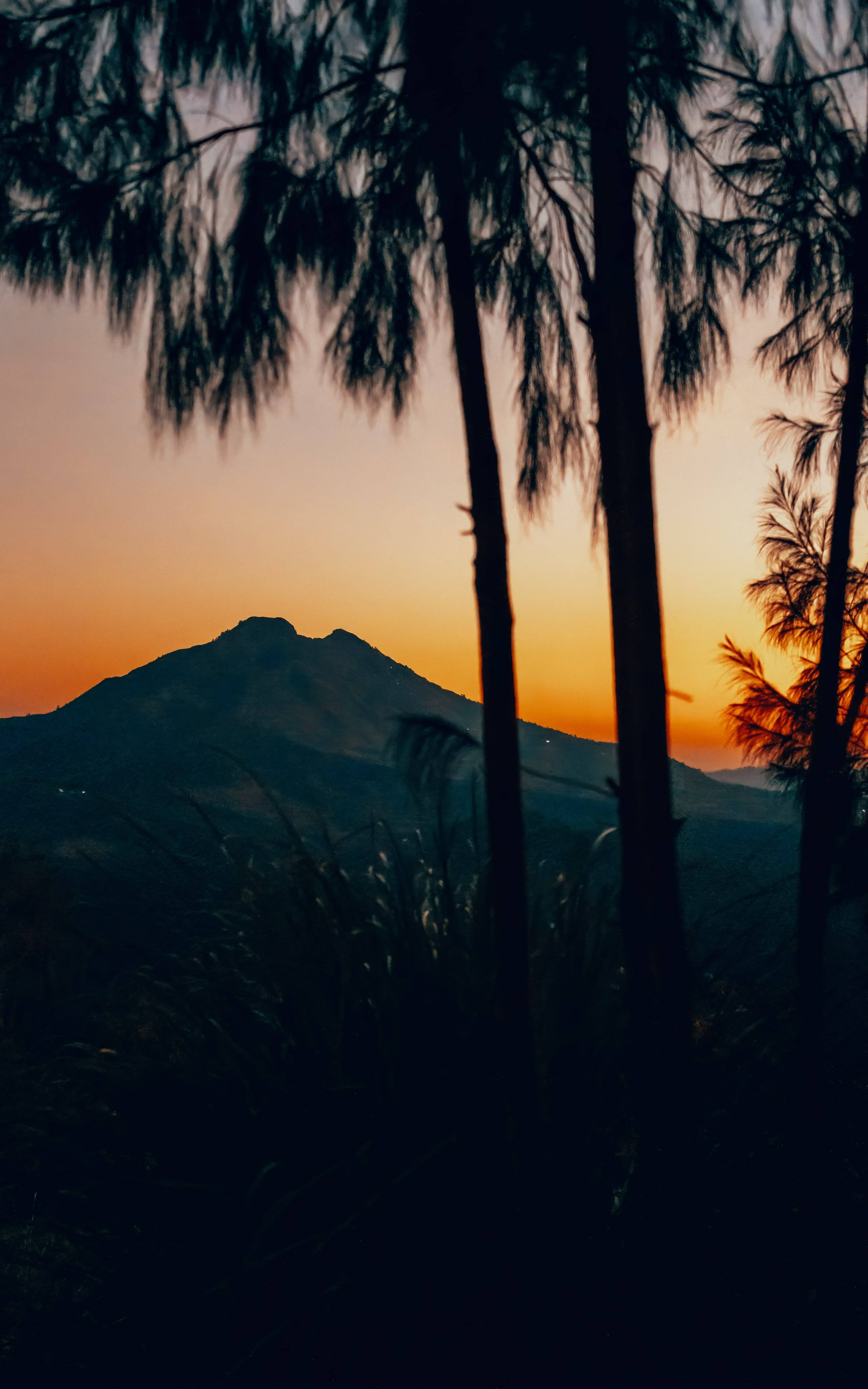 Sonnenaufgang am Mount Batur, Silhouette hinter Kiefern